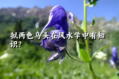 拟两色乌头在风水学中有知识？