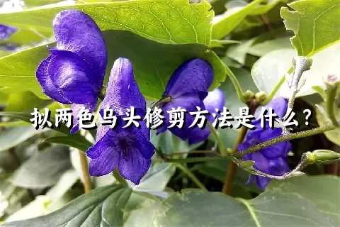 拟两色乌头修剪方法是什么？