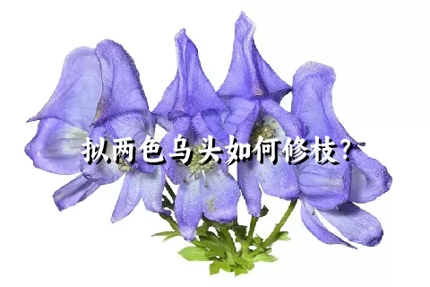 拟两色乌头如何修枝？