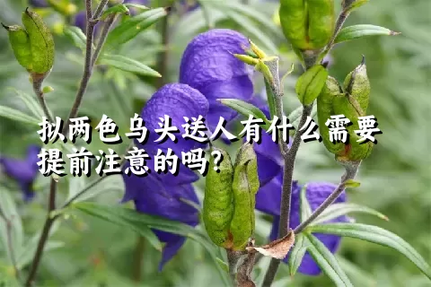 拟两色乌头送人有什么需要提前注意的吗？