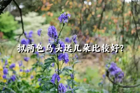 拟两色乌头送几朵比较好？