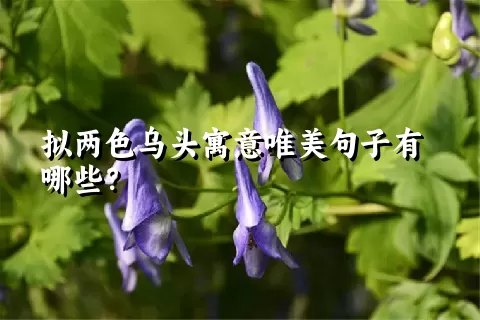 拟两色乌头寓意唯美句子有哪些？