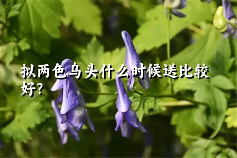 拟两色乌头什么时候送比较好？