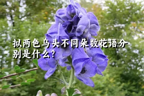 拟两色乌头不同朵数花语分别是什么？