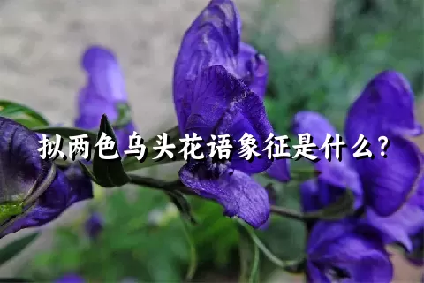 拟两色乌头花语象征是什么？