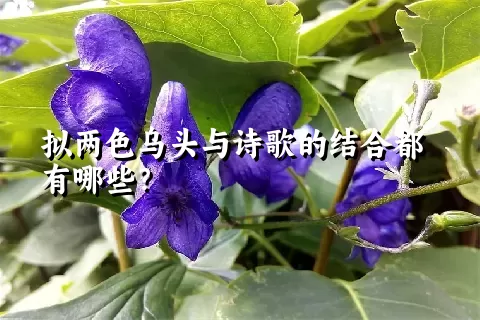 拟两色乌头与诗歌的结合都有哪些？