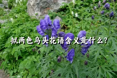 拟两色乌头花语含义是什么？