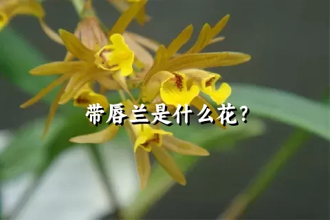 带唇兰是什么花？