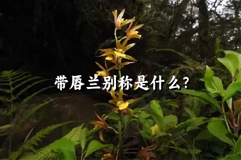 带唇兰别称是什么？