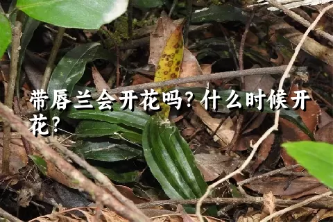 带唇兰会开花吗？什么时候开花？