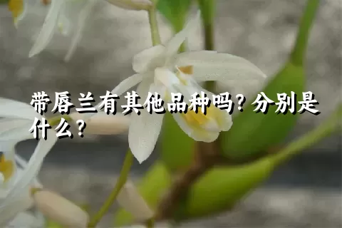 带唇兰有其他品种吗？分别是什么？