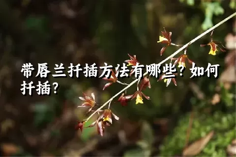 带唇兰扦插方法有哪些？如何扦插？