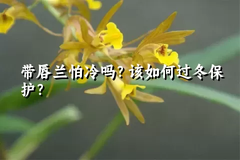 带唇兰怕冷吗？该如何过冬保护？