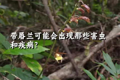 带唇兰可能会出现那些害虫和疾病？