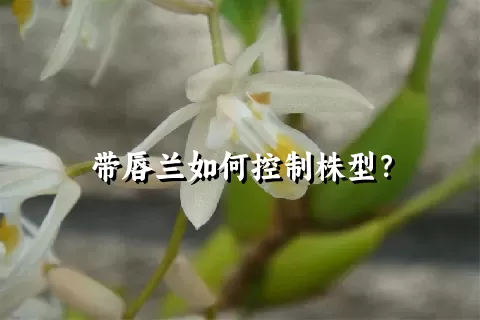 带唇兰如何控制株型？