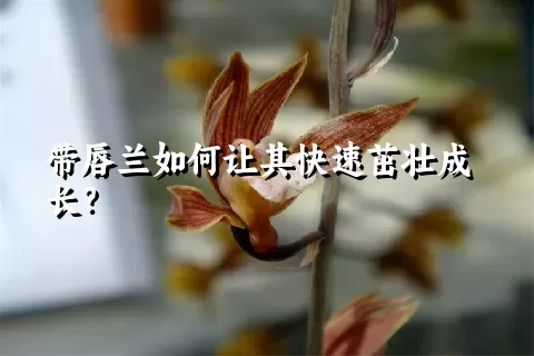 带唇兰如何让其快速茁壮成长？