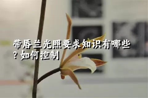 带唇兰光照要求知识有哪些？如何控制