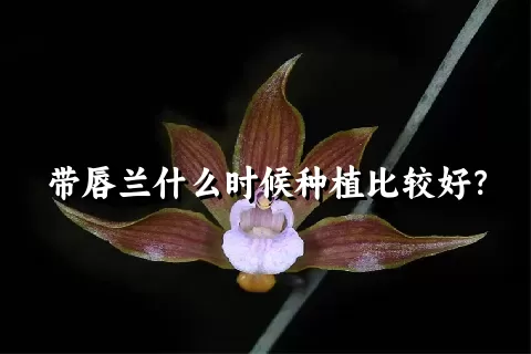 带唇兰什么时候种植比较好？