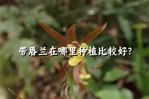 带唇兰在哪里种植比较好？