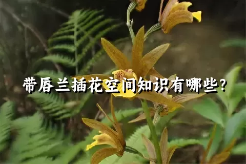 带唇兰插花空间知识有哪些？