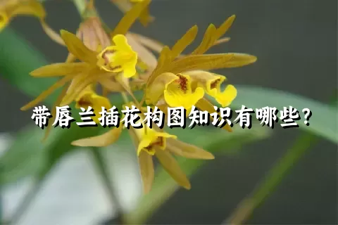 带唇兰插花构图知识有哪些？