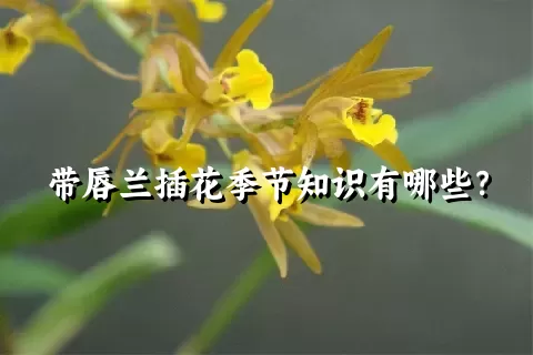 带唇兰插花季节知识有哪些？