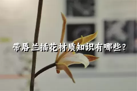 带唇兰插花材质知识有哪些？