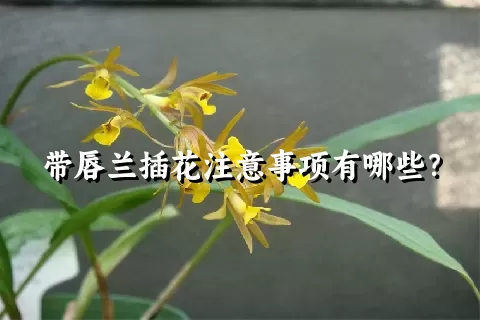 带唇兰插花注意事项有哪些？