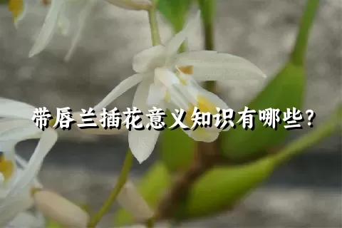 带唇兰插花意义知识有哪些？