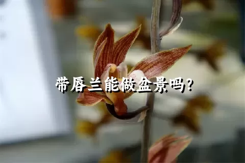 带唇兰能做盆景吗？