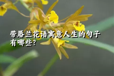 带唇兰花语寓意人生的句子有哪些？