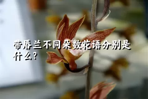 带唇兰不同朵数花语分别是什么？