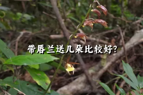 带唇兰送几朵比较好？