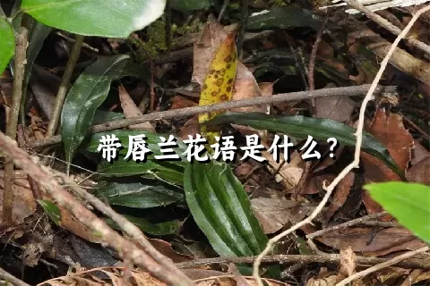 带唇兰花语是什么？