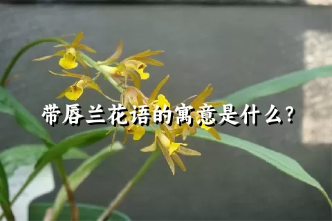 带唇兰花语的寓意是什么？