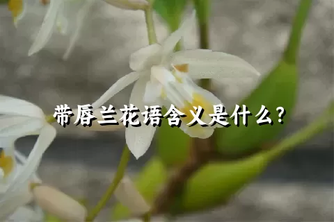 带唇兰花语含义是什么？