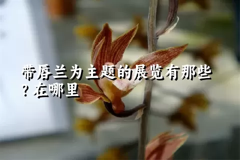 带唇兰为主题的展览有那些？在哪里