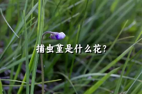 捕虫堇是什么花？