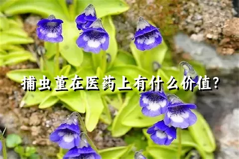 捕虫堇在医药上有什么价值？