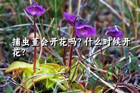 捕虫堇会开花吗？什么时候开花？