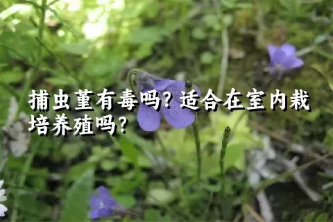 捕虫堇有毒吗？适合在室内栽培养殖吗？