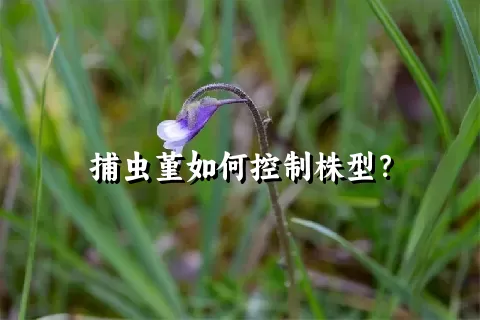 捕虫堇如何控制株型？