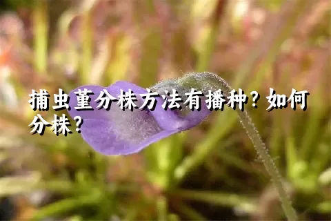 捕虫堇分株方法有播种？如何分株？