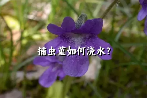 捕虫堇如何浇水？