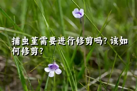 捕虫堇需要进行修剪吗？该如何修剪？