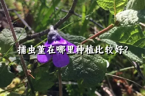 捕虫堇在哪里种植比较好？