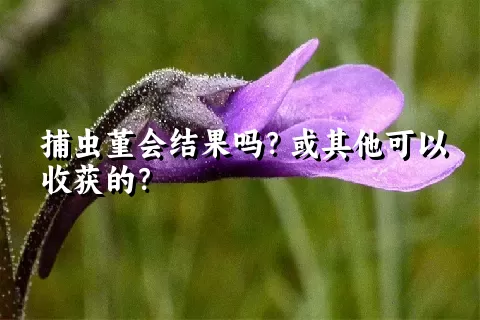 捕虫堇会结果吗？或其他可以收获的？