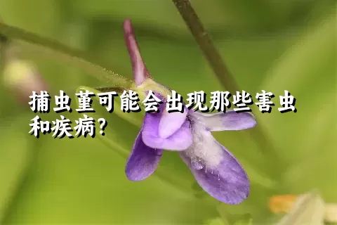 捕虫堇可能会出现那些害虫和疾病？