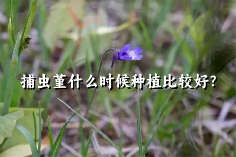 捕虫堇什么时候种植比较好？