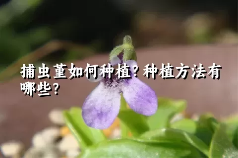 捕虫堇如何种植？种植方法有哪些？